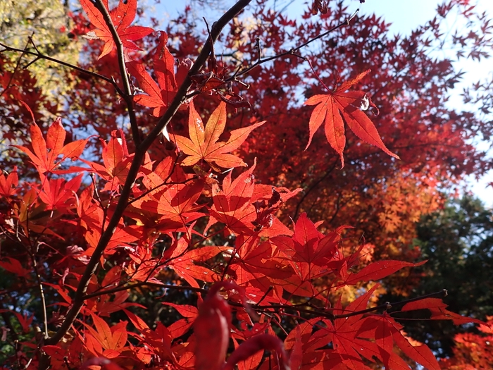 野猿の尾根道に広がる紅葉