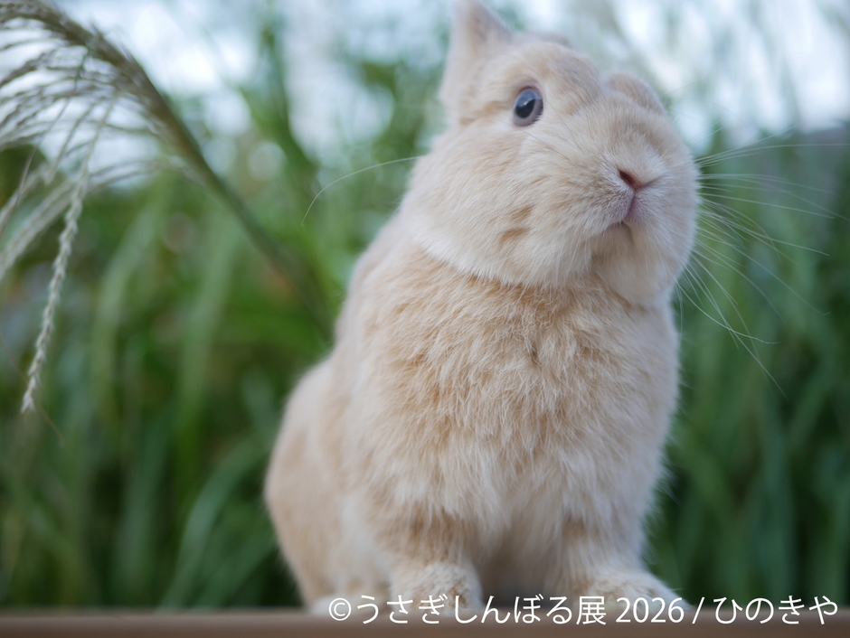 展示作品:ひのきや