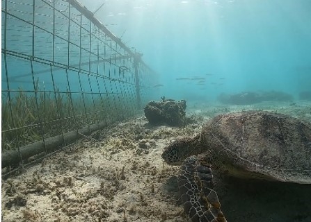 島周辺海域でのウミショウブ保護の様子 写真提供：環境省（いであ株式会社撮影）