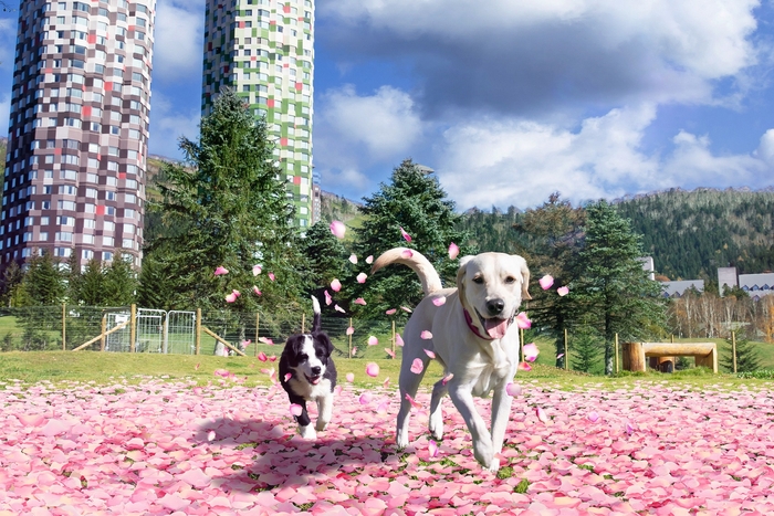 花咲くドッグラン イメージ