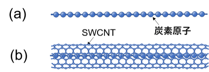 図１　(a) カーボンチェーンと(b) SWCNTに内包されたカーボンチェーン