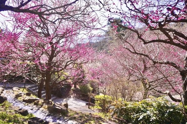 梅まつり　※イメージ