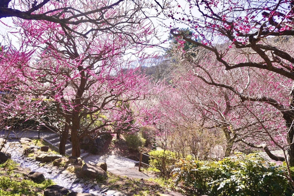 梅まつり　※イメージ