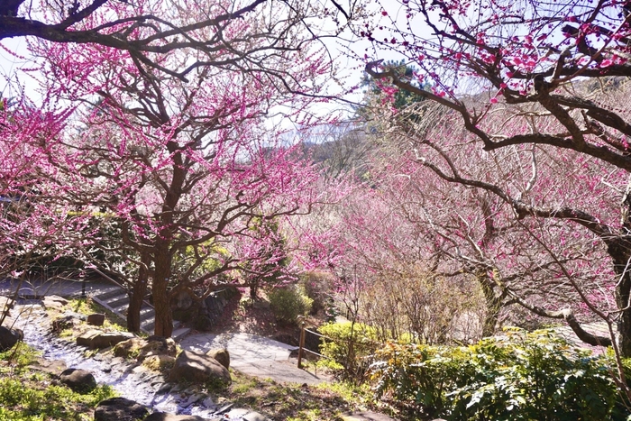 梅まつり　※イメージ