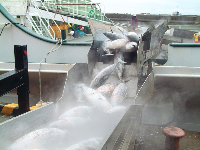 一本釣り鰹　枕崎漁港水揚げ