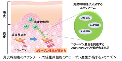 真皮幹細胞が分泌するエクソソームの変化が 肌のコラーゲン産生に関わることを発見