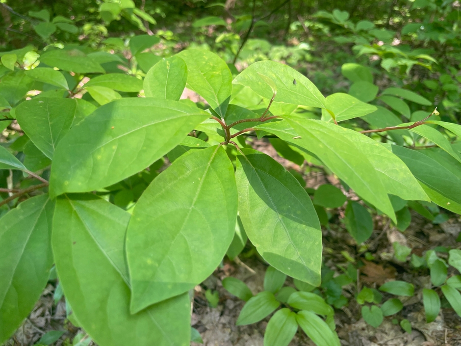 【八ッ杉和ハーブロード】にて