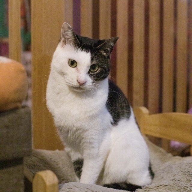 保護猫カフェ(ネコリパブリック東京)