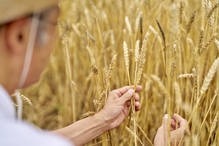北海道産の秋播き小麦