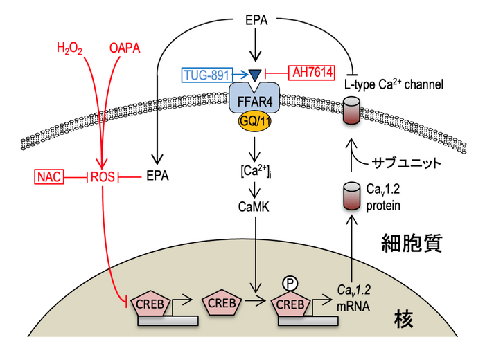 EPAが遊離脂肪酸受容体（FFAR4）を介する経路と、介さない経路により、心筋細胞の電気活動を担うL型Ca2+チャネルの発現を正常化する機構