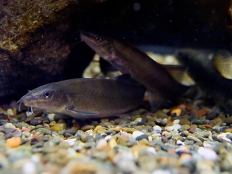 天然記念物アユモドキの凍結精子から人工繁殖・成育に成功　環境省近畿地方環境事務所が近畿大学大学院生に感謝状を贈呈