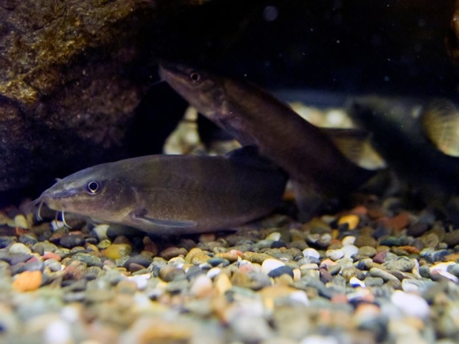 絶滅危機に瀕しているアユモドキ