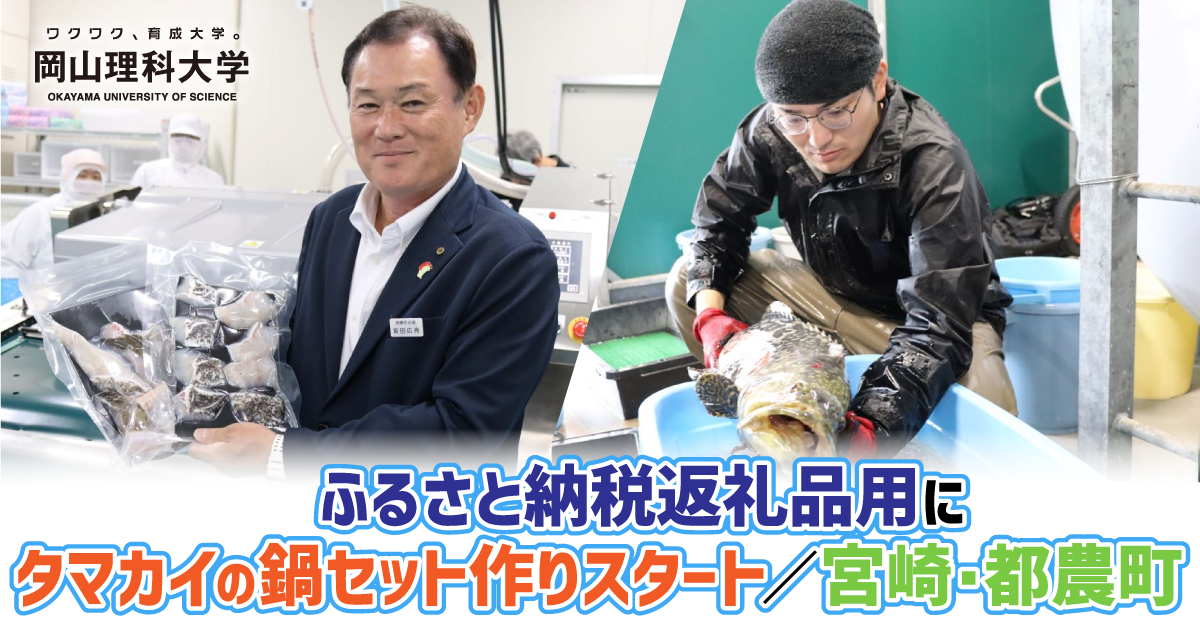 【岡山理科大学】ふるさと納税返礼品用にタマカイの鍋セット作りスタート/宮崎・都農町