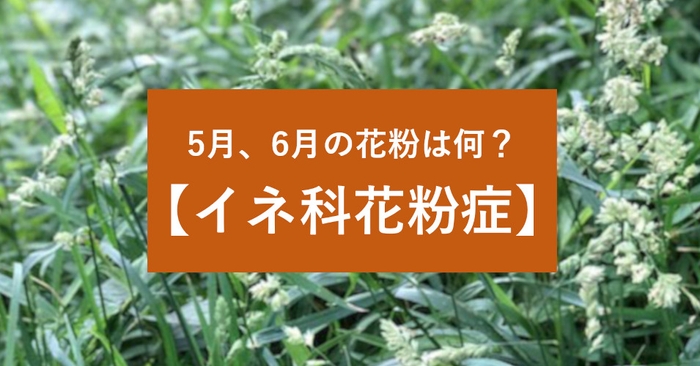 5月、6月の花粉症の原因は何？症状の特徴、対策法は？イネ科花粉症特集をスタート！