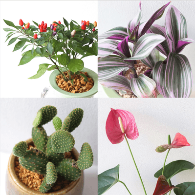 色鮮やかな観葉植物たち