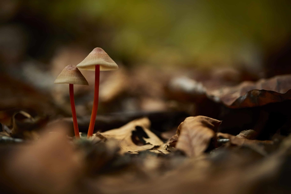 気になるきのこさんぽ(9月〜10月上旬)