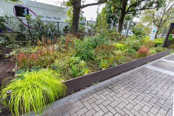 11月の日陰側の花壇の様子