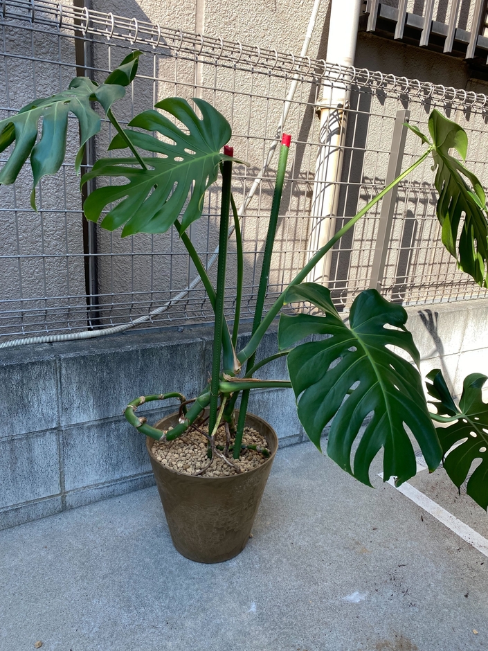 治療後のモンステラ