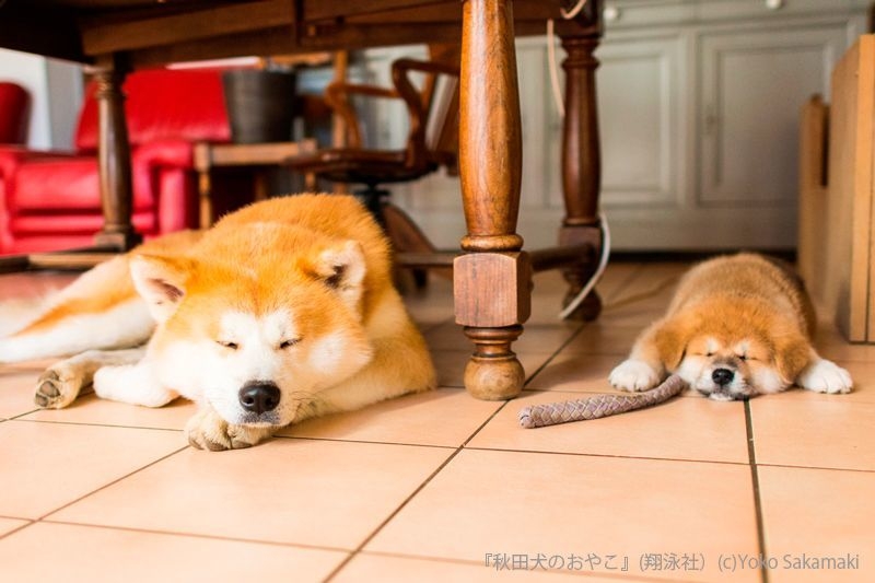 秋田犬のおやこ(翔泳社)_掲載写真5