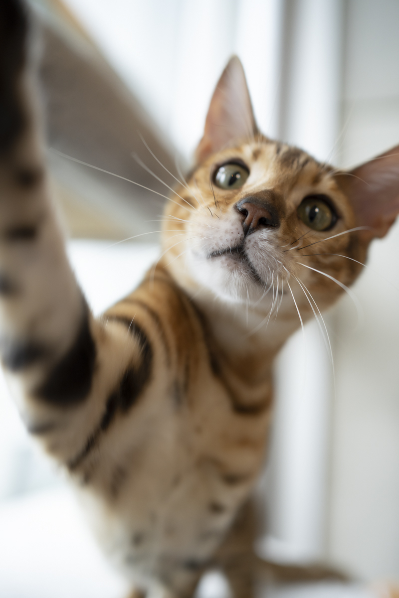 大黒摩季飼い猫 アン