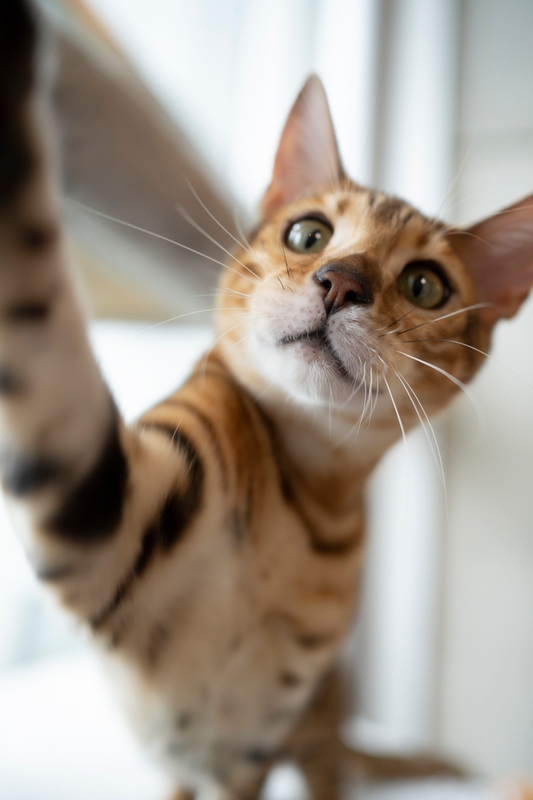 大黒摩季飼い猫 アン