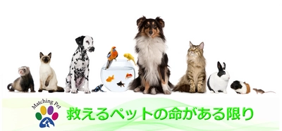 保護ペットや高齢化によりペットを手放す方のための マッチングサイト「Matching Pet／マッチングペット」が 全国市町村1,900箇所あてにパンフレットを12月15日より配布