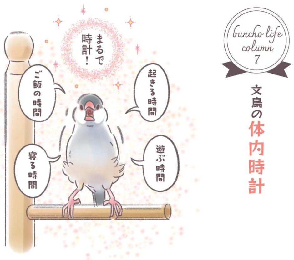 コラム「文鳥の体内時計」