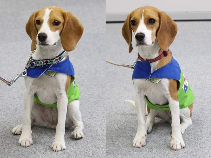 シロアリ探知犬 サラ アリス