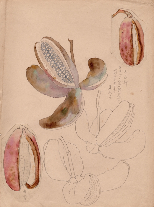 スケッチ(植物) 大正~昭和 愛媛県美術館