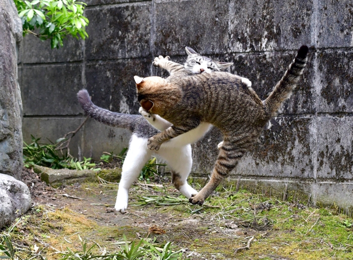 さつまのねこ撮り屋　大鷹「本気の薩摩猫」