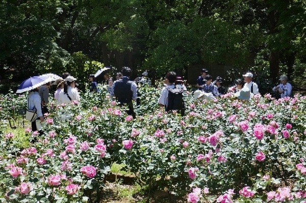 バラめぐりツアー（過去開催時の様子）