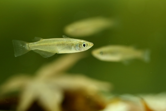 「ダイキン滋賀の森」の池に生息する 希少種ミナミメダカ