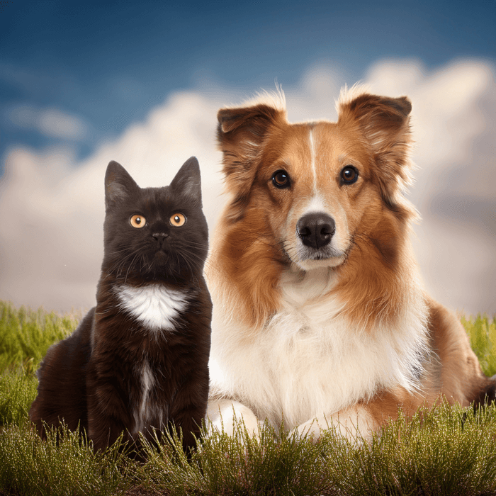 犬と猫
