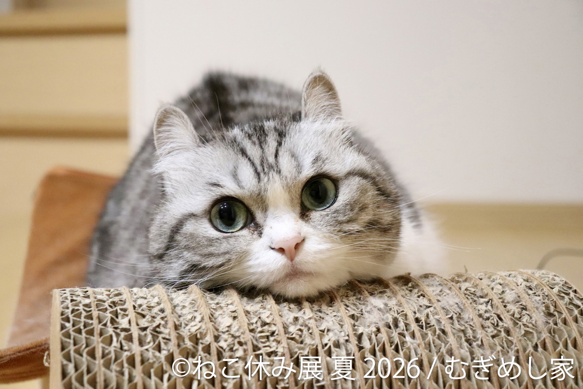 猫まみれ”で癒される！人気スター猫の新作＆限定グッズが集結 200万人
