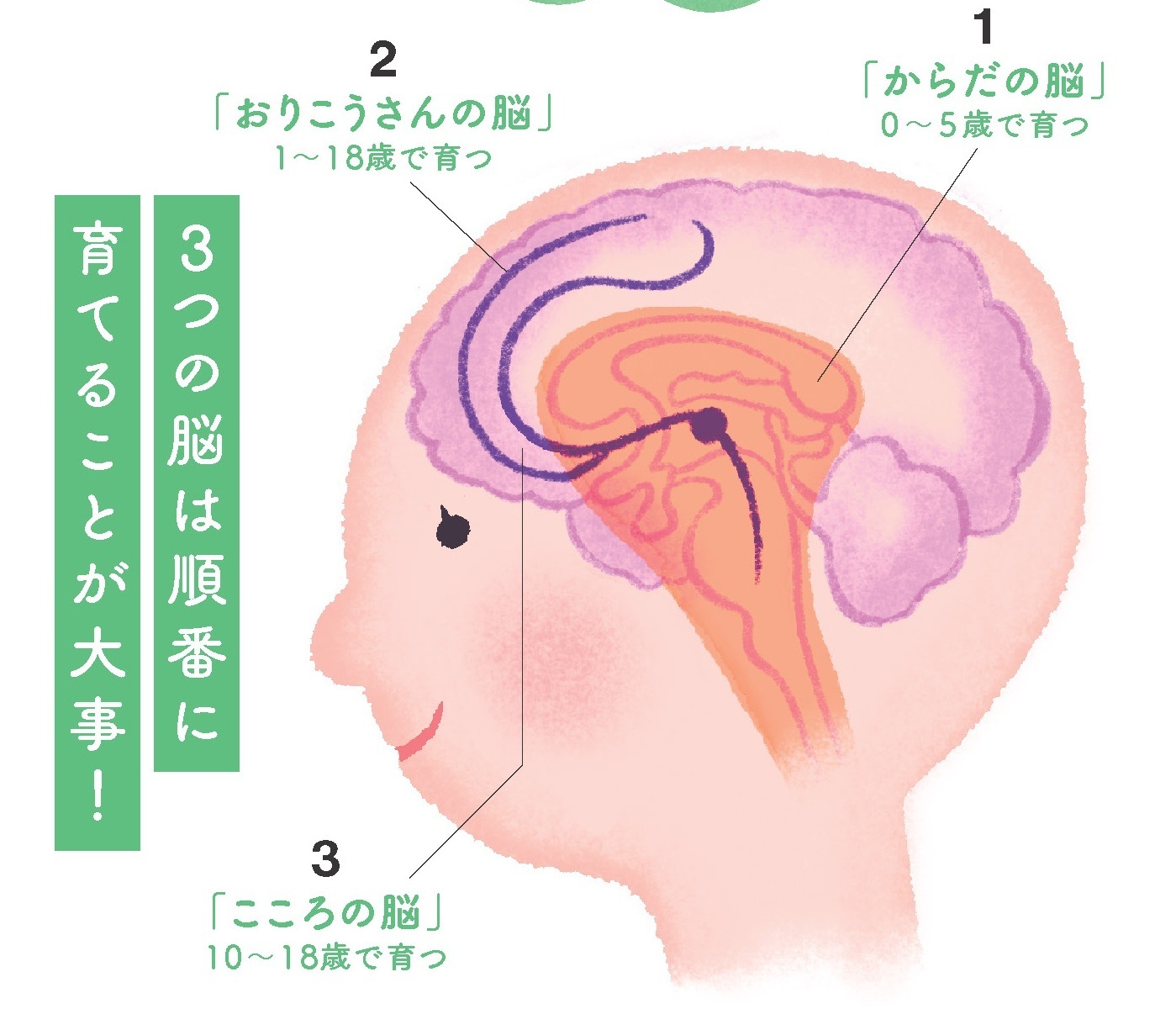 脳発達の3ステップ