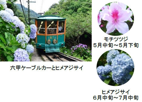 六甲ケーブルの沿線で楽しめる花々