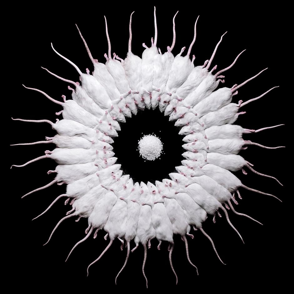 許力静（中国、1986）《Rat》 2010-15 