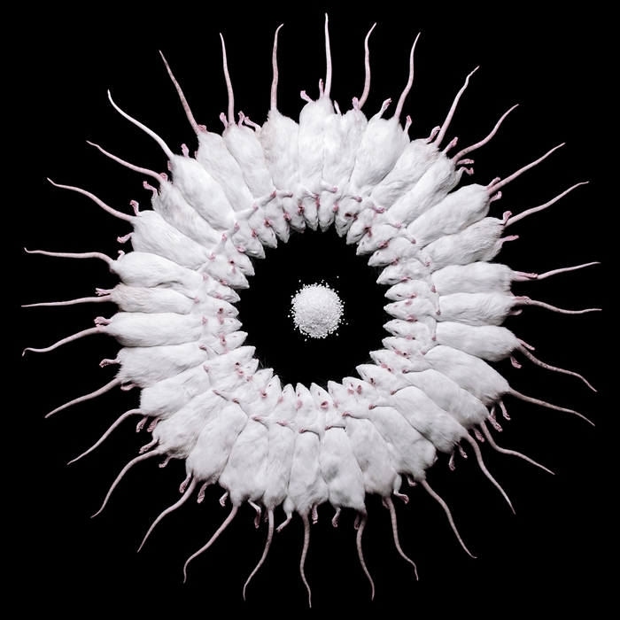 許力静(中国、1986)《Rat》 2010-15