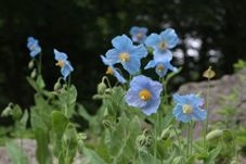 六甲高山植物園　開園85周年特別企画 「ヒマラヤの秘境に咲く花々～青いケシと真紅のシャクナゲ～」 4月28日(土)～6月24日(日)開催