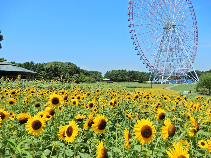 葛西臨海公園のひまわり花壇（昨年の様子）