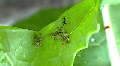 植物上に存在するさまざまな昆虫の様子