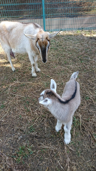 子ヤギも元気です！