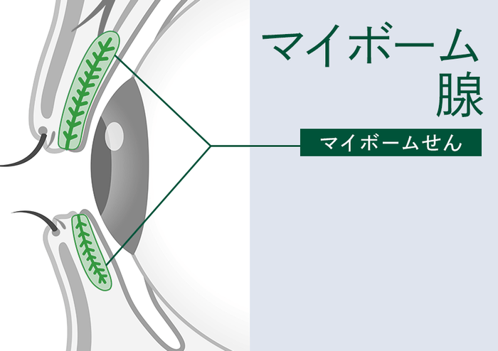 AND BLINQの効能-マイボーム腺