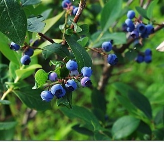 宮城県産 ブルーベリー