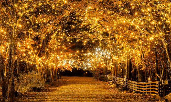 イルミネーション