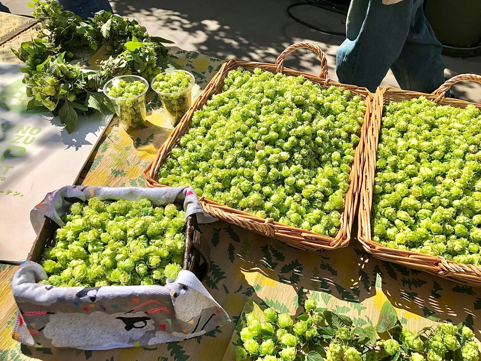 今年は1日で約4,400個のホップが収穫できた