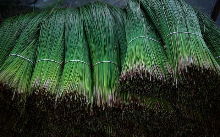 (C)2017 熊本県いぐさ・畳表活性化連絡協議会 IGSAPHOTOLOG