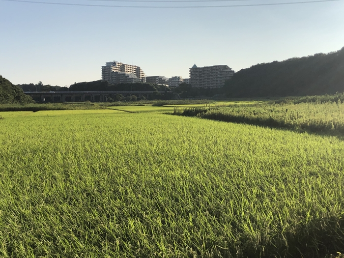ユーカリが丘の田んぼ