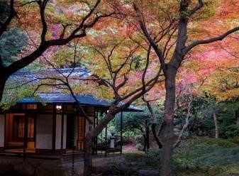 茶庭の紅葉（過去の様子）