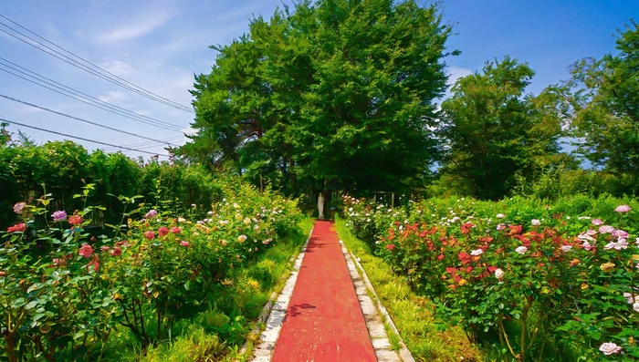 ハイジの村|愛の女神